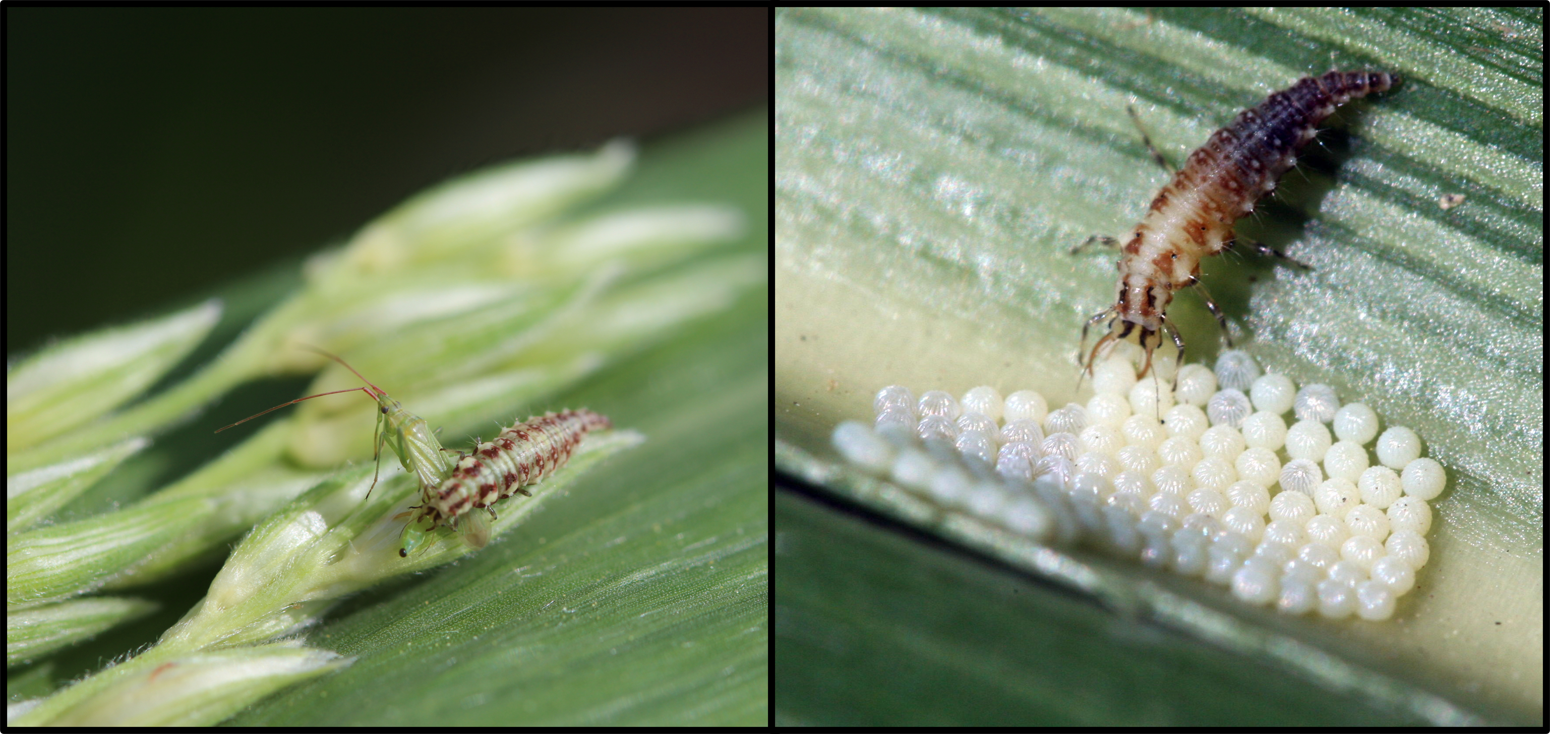 two photos of lacewing larvae eating other bugs and eggs 